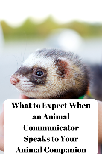 ferret waiting for an animal communicator