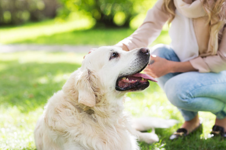 Animal Instinct vs. Human Intuition: What is a Pet Communicator?
