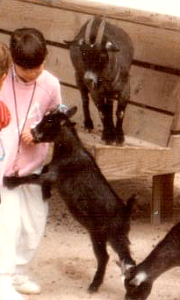 Ani Pet Psychic & Animal Communicator with Goat