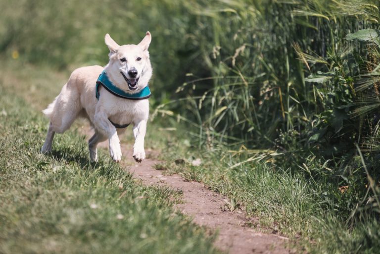 Animal Communication Dogs