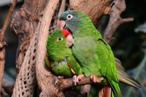 Read more about the article What You Can Learn About Your Bird From a Pet Communicator