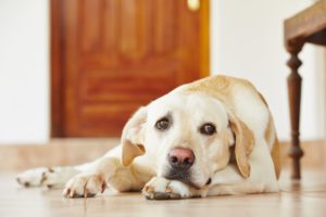 Read more about the article How to Help Our Animals With Separation Anxiety