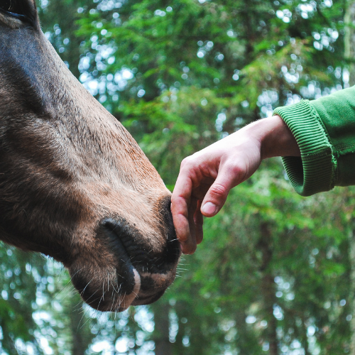 Animal Trauma Restoration Ani Animal Communicator Animal Trauma Restoration