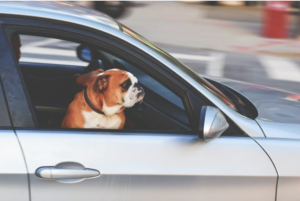Read more about the article Dog Anxiety In the Car: Symptoms, Prevention, and Treatment