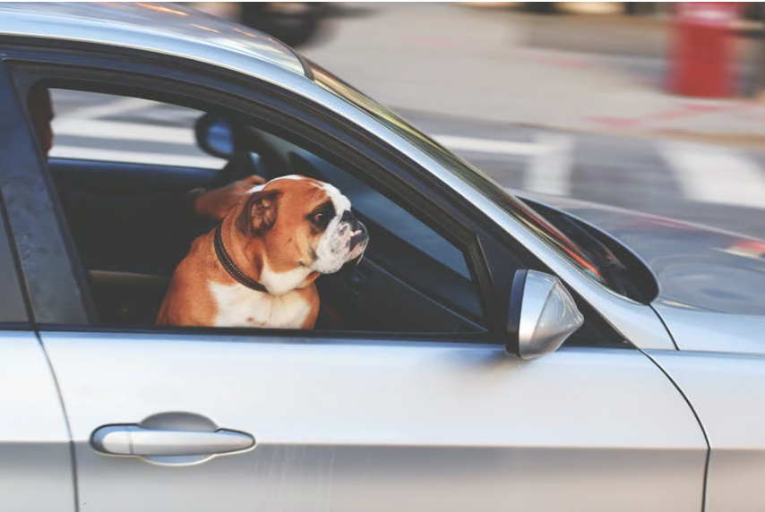 You are currently viewing Dog Anxiety In the Car: Symptoms, Prevention, and Treatment
