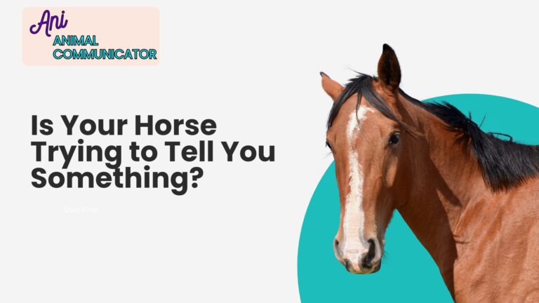 Horse Communicator