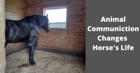 Is Your Horse Trying to Tell You Something?