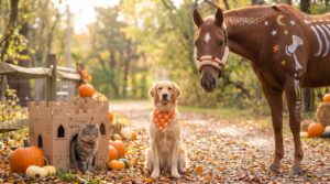 Read more about the article What Your Pets REALLY Think About Halloween Costumes